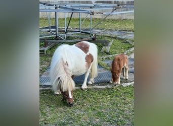 Mini Shetland Pony, Mare, Foal (01/2025), 7.3 hh, Brown Falb mold Mini Shetland Pony, Mare, Foal (01/2025), 7.3 hh, Brown Falb mold