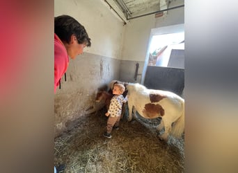 Mini Shetland Pony, Mare, Foal (01/2025), 7.3 hh, Brown Falb mold Mini Shetland Pony, Mare, Foal (01/2025), 7.3 hh, Brown Falb mold