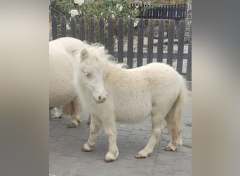 Mini Shetland Pony, Mare, Foal (05/2026), 7.3 hh, Cremello