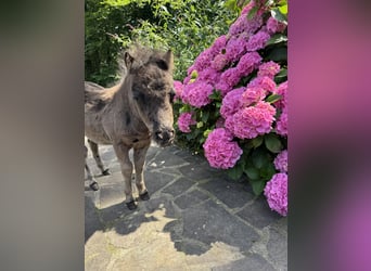 Mini Shetland Pony, Mare, Foal (05/2025), 7 hh, Black