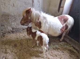 Mini Shetland Pony, Mare, Foal (01/2024), 8,3 hh, Pinto