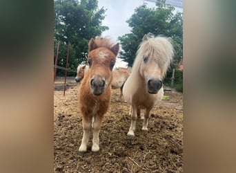 Mini Shetland Pony, Mare, Foal (04/2025), 8 hh, Chestnut-Red