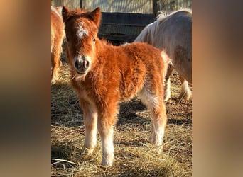 Mini Shetland Pony, Mare, Foal (04/2025), 8 hh, Chestnut-Red
