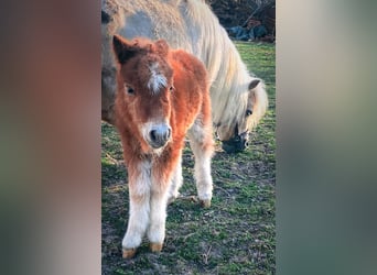 Mini Shetland Pony, Mare, Foal (04/2025), 8 hh, Chestnut-Red
