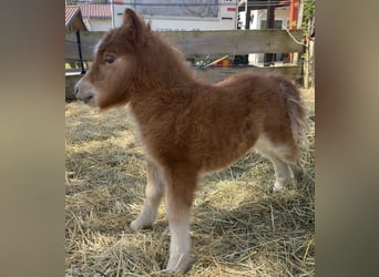 Mini Shetland Pony, Mare, Foal (04/2025), 8 hh, Chestnut-Red