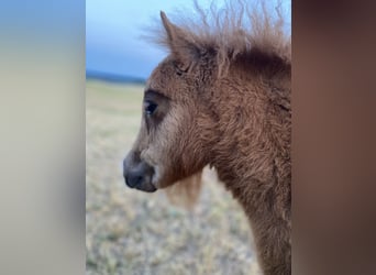 Mini Shetland Pony, Mare, Foal (04/2025), 8 hh, Chestnut-Red