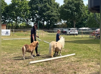 Mini Shetland Pony, Mare, Foal (04/2025), 8 hh, Chestnut-Red