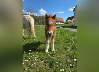 Mini Shetland Pony, Mare, Foal (04/2025), 8 hh, Chestnut-Red
