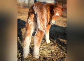 Mini Shetland Pony, Mare, Foal (04/2025), 8 hh, Chestnut-Red