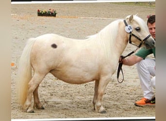 Mini Shetland Pony, Mare, Foal (04/2025), 8 hh, Chestnut-Red