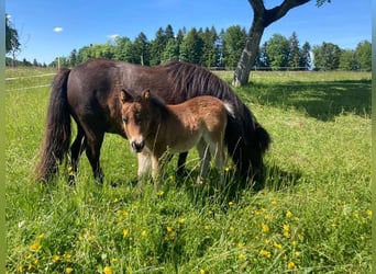 Mini Shetland Pony, Mare, Foal (04/2025), 8,1 hh, Pinto