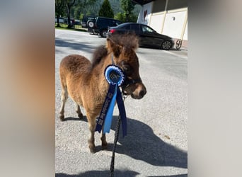 Mini Shetland Pony, Mare, Foal (04/2025), 8,1 hh, Pinto