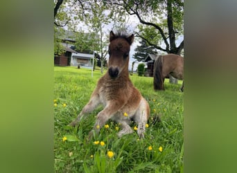 Mini Shetland Pony, Mare, Foal (04/2025), 8,1 hh, Pinto