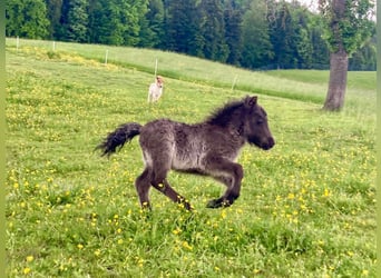 Mini Shetland Pony, Mare, Foal (04/2025), 8,1 hh, Pinto