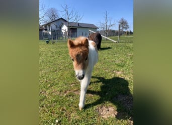 Mini Shetland Pony, Mare, Foal (04/2025), 8,1 hh, Pinto