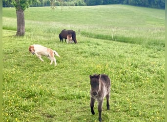 Mini Shetland Pony, Mare, Foal (04/2025), 8,1 hh, Pinto