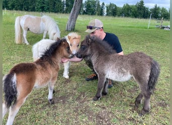 Mini Shetland Pony, Mare, Foal (04/2025), 8,1 hh, Pinto