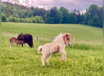 Mini Shetland Pony, Mare, Foal (04/2025), 8,1 hh, Pinto
