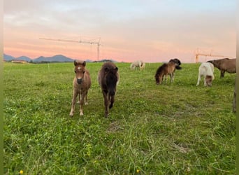 Mini Shetland Pony, Mare, Foal (04/2025), 8,1 hh, Pinto