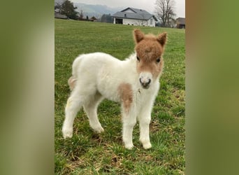 Mini Shetland Pony, Mare, Foal (04/2025), 8,1 hh, Pinto