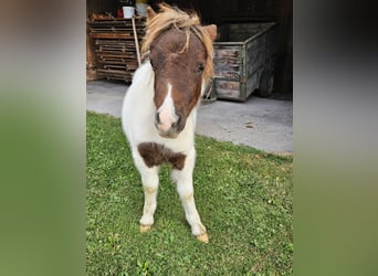 Mini Shetland Pony, Mare, Foal (06/2023), Pinto