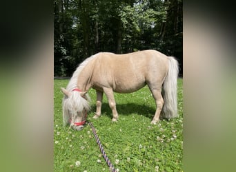 Mini Shetland Pony, Merrie, 10 Jaar, 83 cm, Palomino