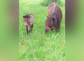 Mini Shetland Pony, Merrie, 10 Jaar, 85 cm, Zwart