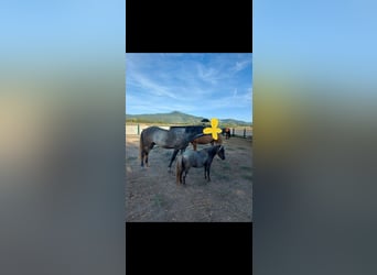 Mini Shetland Pony Mix, Merrie, 12 Jaar, 82 cm, Roan-Bay