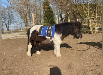 Mini Shetland Pony, Merrie, 13 Jaar, 87 cm, Gevlekt-paard