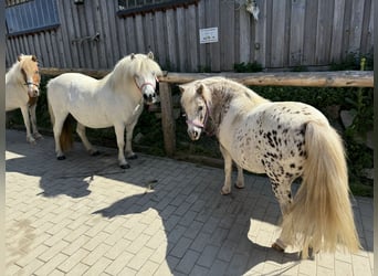 Mini Shetland Pony, Merrie, 13 Jaar, 90 cm, Appaloosa