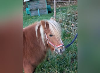 Mini Shetland Pony, Merrie, 14 Jaar, Vos