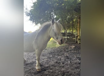Mini Shetland Pony, Merrie, 17 Jaar, 82 cm, Schimmel