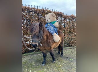 Mini Shetland Pony, Merrie, 17 Jaar, 90 cm, Donkerbruin