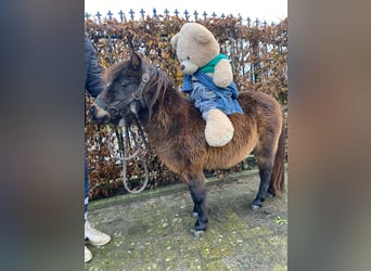 Mini Shetland Pony, Merrie, 17 Jaar, 90 cm, Donkerbruin