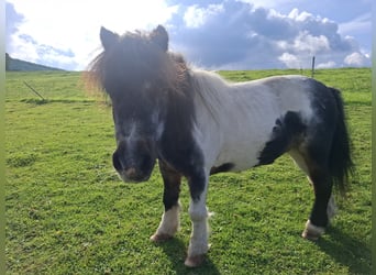 Mini Shetland Pony, Merrie, 18 Jaar, 83 cm, Gevlekt-paard