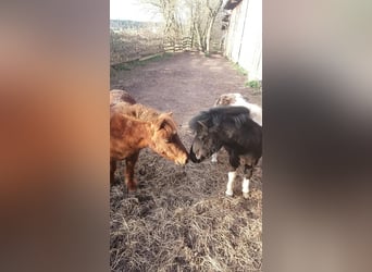 Mini Shetland Pony, Merrie, 19 Jaar, 86 cm