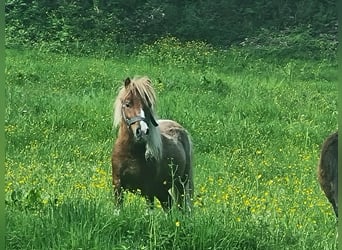 Mini Shetland Pony, Merrie, 1 Jaar