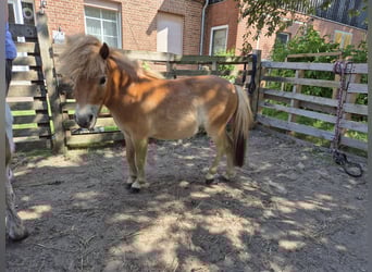 Mini Shetland Pony, Merrie, 2 Jaar, 75 cm, Vos