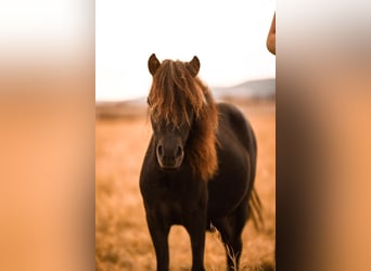 Mini Shetland Pony, Merrie, 2 Jaar, 80 cm, Zwart