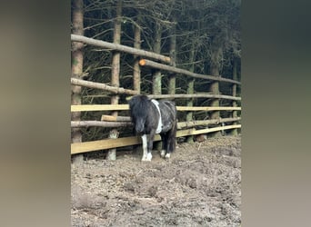 Mini Shetland Pony, Merrie, 2 Jaar, Gevlekt-paard