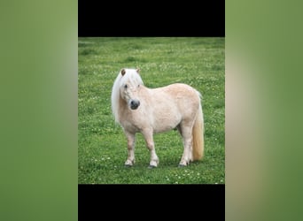 Mini Shetland Pony, Merrie, 3 Jaar, 78 cm, Palomino