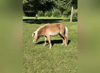 Mini Shetland Pony, Merrie, 3 Jaar, 78 cm, Vos