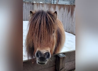 Mini Shetland Pony, Merrie, 3 Jaar, 80 cm, Falbe