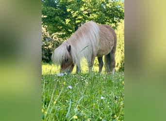 Mini Shetland Pony, Stute, 3 Jahre, 83 cm, Palomino