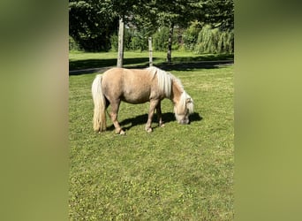 Mini Shetland Pony, Merrie, 3 Jaar, 83 cm, Palomino