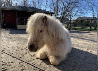 Mini Shetland Pony, Merrie, 4 Jaar, 83 cm, Palomino