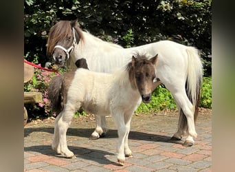 Mini Shetland Pony, Merrie, 4 Jaar, 86 cm, Gevlekt-paard