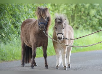Mini Shetland Pony, Merrie, 4 Jaar, 92 cm