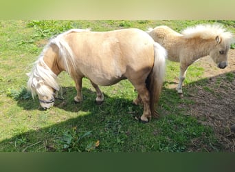 Mini Shetland Pony, Merrie, 5 Jaar, 79 cm, Palomino