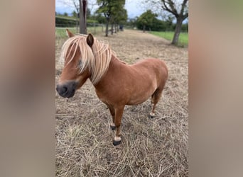 Mini Shetland Pony, Merrie, 5 Jaar, 83 cm, Vos